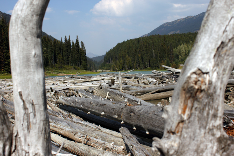 Between the logs